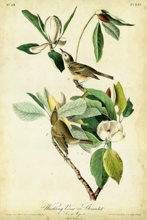 Birds Audubon Warbling BAW - Framed Artwork from Interior Elements, Eagle WI