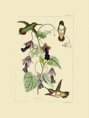 Birds Hummingbird BHB10 - Framed Artwork from Interior Elements, Eagle WI