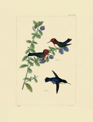 Birds Hummingbird BHB2 - Framed Artwork from Interior Elements, Eagle WI