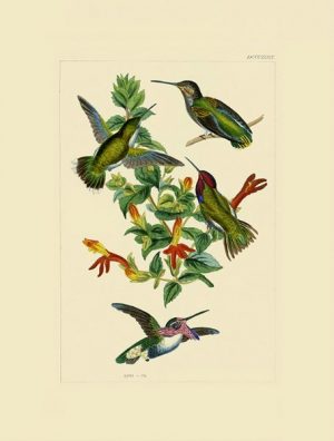 Birds Hummingbird BHB5 - Framed Artwork from Interior Elements, Eagle WI