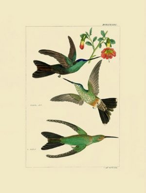 Birds Hummingbird BHB6 - Framed Artwork from Interior Elements, Eagle WI