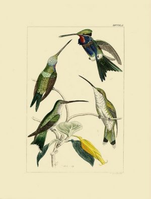 Birds Hummingbird BHB8 - Framed Artwork from Interior Elements, Eagle WI