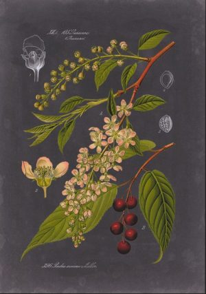Black Botanical SSBB2 - Framed Artwork from Interior Elements, Eagle WI