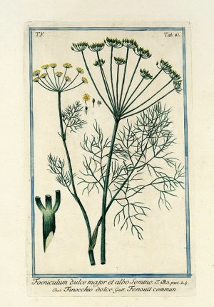 Bonelli Botanical BotBB1a - Framed Artwork from Interior Elements, Eagle WI