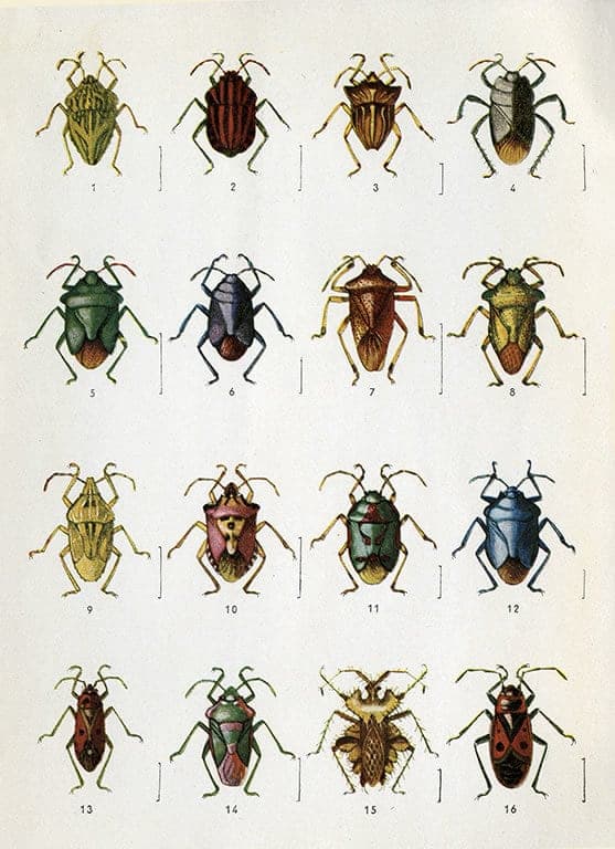 Bugs chart