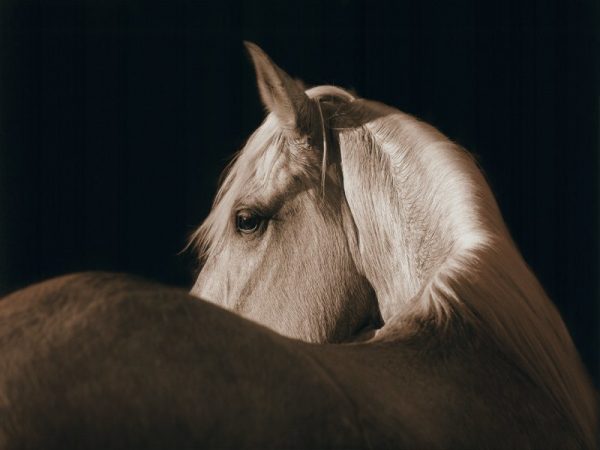 Horse SSH3 - Framed Photography / Artwork from Interior Elements, Eagle WI