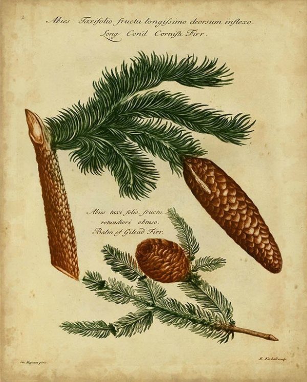 Pine Cone Conifers BotAC2 - Framed Artwork from Interior Elements, Eagle WI