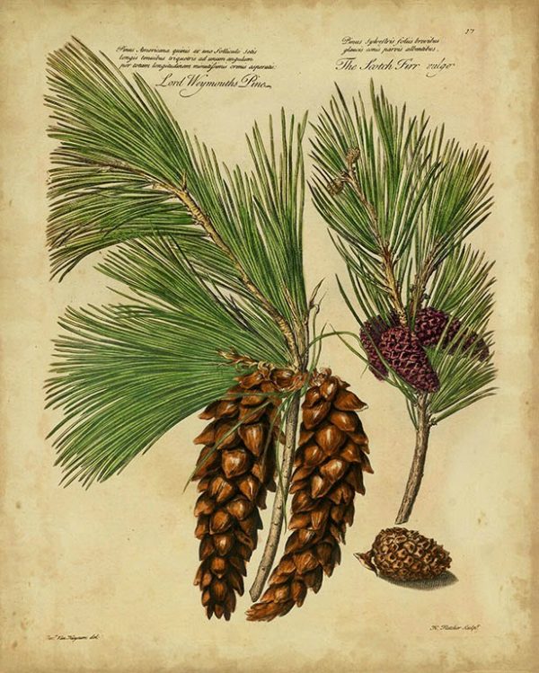 Pine Cone Conifers BotAC3 - Framed Artwork from Interior Elements, Eagle WI