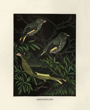 Daglish-Birds-BDB7 - Framed Artwork from Interior Elements, Eagle, WI
