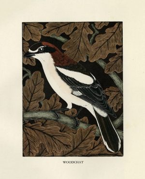 Daglish-Birds-BDB8 - Framed Artwork from Interior Elements, Eagle, WI
