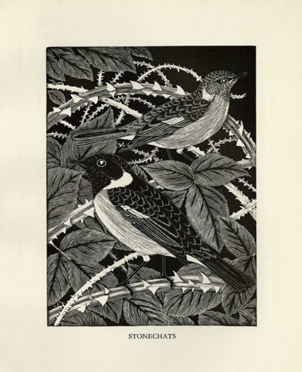Daglish-Birds-BDBBW1 - Framed Artwork from Interior Elements, Eagle, WI