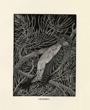Daglish-Birds-BDBBW2 - Framed Artwork from Interior Elements, Eagle, WI