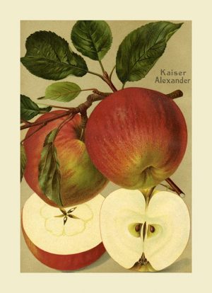 Fruit Apple FfFF10 - Framed Vintage Artwork from Interior Elements, Eagle WI