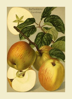 Fruit Apple FfFF7 - Framed Vintage Artwork from Interior Elements, Eagle WI