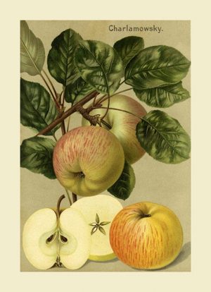 Fruit Apple FfFF8 - Framed Vintage Artwork from Interior Elements, Eagle WI