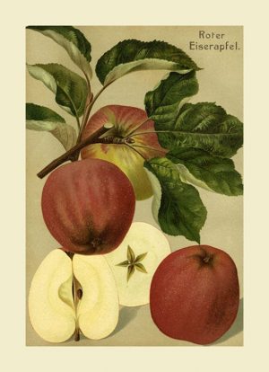 Fruit Apple FfFF9 - Framed Vintage Artwork from Interior Elements, Eagle WI