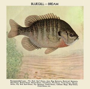 Fish-Bluegill-FishBG - Framed Vintage Artwork from Interior Elements, Eagle WI