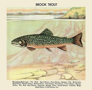 Fish-Brook-Trout-FishBT - Framed Vintage Artwork from Interior Elements, Eagle WI