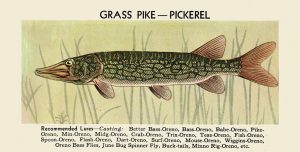 Fish-Grass-Pike-FishGP - Framed Vintage Artwork from Interior Elements, Eagle WI