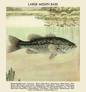 Fish-Large-Mouth-Bass-FishLMB - Framed Vintage Artwork from Interior Elements, Eagle WI