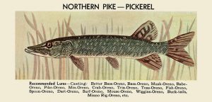 Fish-Northen-Pike-FishNP - Framed Vintage Artwork from Interior Elements, Eagle WI