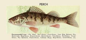 Fish-Perch-FishP - Framed Vintage Artwork from Interior Elements, Eagle WI