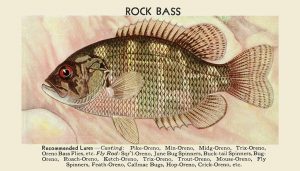 Fish-Rock-Bass-FishRB - Framed Vintage Artwork from Interior Elements, Eagle WI