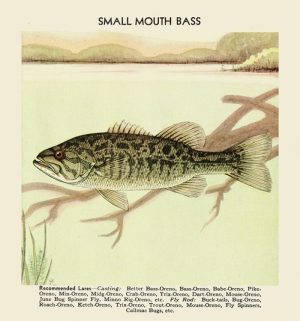 Fish-Small-Mouth-Bass-FishSMB - Framed Vintage Artwork from Interior Elements, Eagle WI