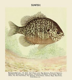 Fish-Sunfish-FishS - Framed Vintage Artwork from Interior Elements, Eagle WI