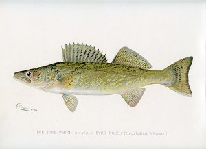 Fish-Walleye-FishW - Framed Vintage Artwork from Interior Elements, Eagle WI