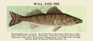Fish-Walleye-Pike-FishWP - Framed Vintage Artwork from Interior Elements, Eagle WI