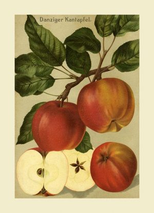 Fruit-Apple-FfFF12 - Framed Vintage Artwork from Interior Elements, Eagle WI