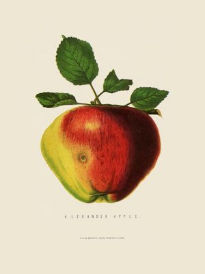 Fruit-Apple-Fr1 - Framed Vintage Artwork from Interior Elements, Eagle WI