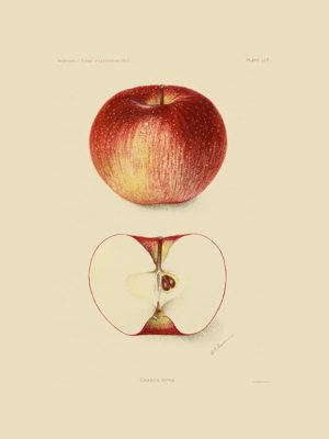 Fruit-Apple-FrA1 - Framed Vintage Artwork from Interior Elements, Eagle WI
