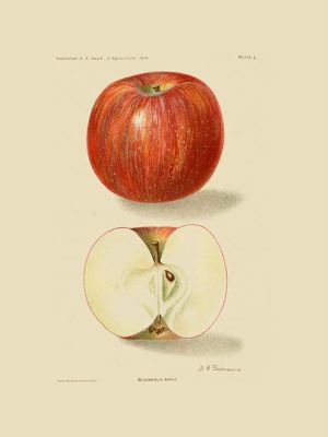 Fruit-Apple-FrA5 - Framed Vintage Artwork from Interior Elements, Eagle WI