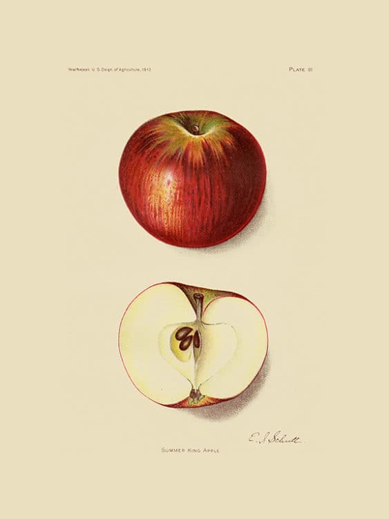 Fruit-Apple-FrA6 - Framed Vintage Artwork from Interior Elements, Eagle WI
