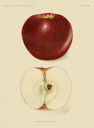 Fruit-Apple-FrA7 - Framed Vintage Artwork from Interior Elements, Eagle WI