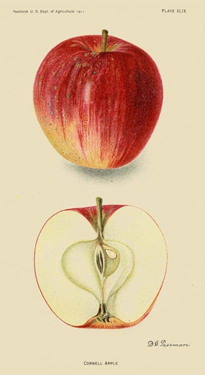 Fruit-Apple-FrA8 - Framed Vintage Artwork from Interior Elements, Eagle WI