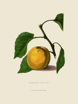 Fruit-Apricot-Fr2 - Framed Vintage Artwork from Interior Elements, Eagle WI