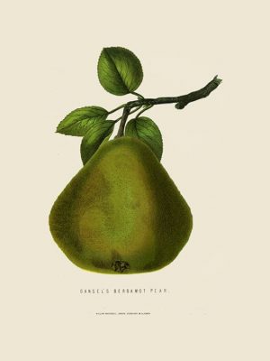 Fruit-Bergamot-Pear-Fr3 - Framed Vintage Artwork from Interior Elements, Eagle WI