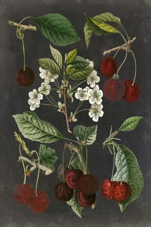 Fruit-Black-Botanical-FrFBB1 - Framed Vintage Artwork from Interior Elements, Eagle WI