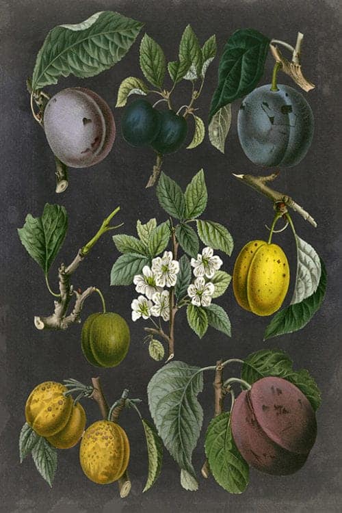 Fruit-Black-Botanical-FrFBB2 - Framed Vintage Artwork from Interior Elements, Eagle WI