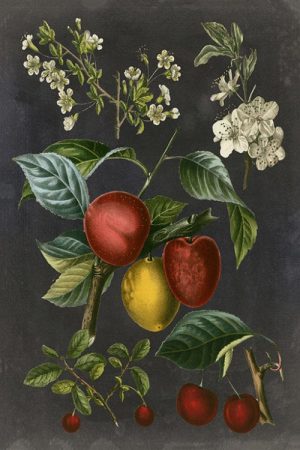Fruit-Black-Botanical-FrFBB3 - Framed Vintage Artwork from Interior Elements, Eagle WI