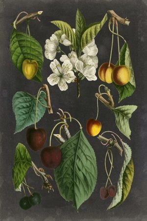 Fruit-Black-Botanical-FrFBB4 - Framed Vintage Artwork from Interior Elements, Eagle WI