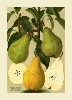 Fruit-Pear-FfFF1 - Framed Vintage Artwork from Interior Elements, Eagle WI