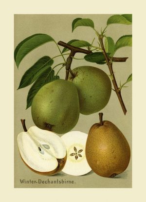 Fruit-Pear-FfFF2 - Framed Vintage Artwork from Interior Elements, Eagle WI