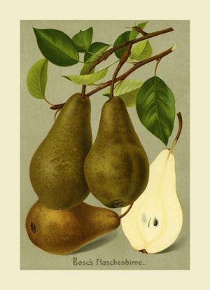 Fruit-Pear-FfFF3 - Framed Vintage Artwork from Interior Elements, Eagle WI