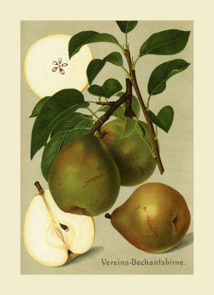 Fruit-Pear-FfFF4 - Framed Vintage Artwork from Interior Elements, Eagle WI
