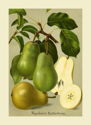 Fruit-Pear-FfFF5 - Framed Vintage Artwork from Interior Elements, Eagle WI