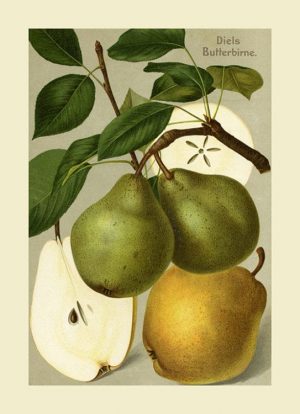 Fruit-Pear-FfFF6 - Framed Vintage Artwork from Interior Elements, Eagle WI